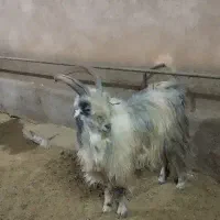 بزغاله دبری ،بز،میش|حیوانات مزرعه|داران, |دیوار