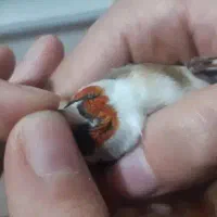 سره نر سرع گل قرمز نارنجی|پرنده|کندوان, |دیوار