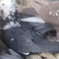 فروش چند عدد کفتر|پرنده|فسا, |دیوار