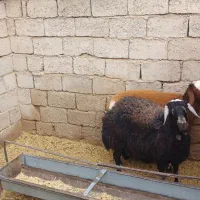 میش بره افشاری.راور