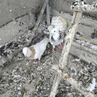 فروشی|پرنده|همدان, |دیوار