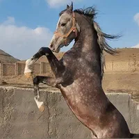 اسب و پانسیون|اسب و تجهیزات اسب‌سواری|کرج, باغستان|دیوار