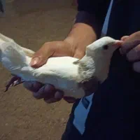 کبوتر