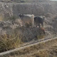 تیه بز|حیوانات مزرعه|باغ ملک, |دیوار