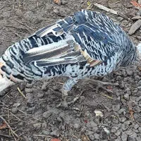 فروش بوقلمون و اردک|حیوانات مزرعه|بم, |دیوار