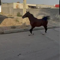 اسب ما‌یون درهشوری|اسب و تجهیزات اسب‌سواری|بوشهر, |دیوار