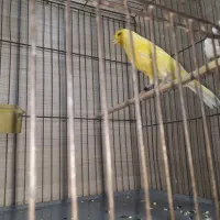 قناری نر شاداب