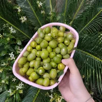 زیتون و روغن زیتون