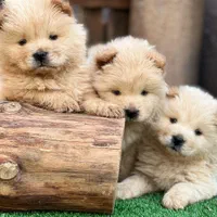 توله های چاوچاو|سگ|تهران, اختیاریه|دیوار