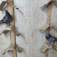 جوجه پلاکی|پرنده|اهواز, ۳۰ متری|دیوار