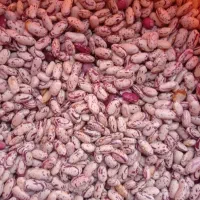 فروش انواع لوبیا - برداشت امسال - مستقیم از کشاورز