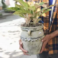 گیاهان سالم و تازه، بدون ریسک خرید|گل مصنوعی|مشهد, حجاب (شهرک غرب)|دیوار