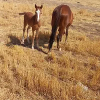 اسب مادیان