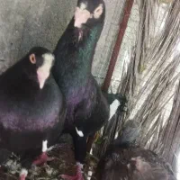 فروش کبوتر قره سوری