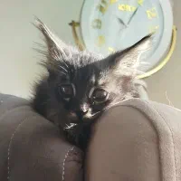 بچه بریتیش|گربه|ساری, |دیوار