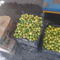 لیموترش درجه یک شیراز ۱۷۰ هزار تومان