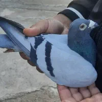 کفتر مسافتی پلاکی دوتا نر فوق استثنایی عطیقه