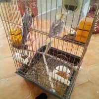 عروس هلندی|پرنده|تهران, مختاری|دیوار