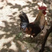 فروش خروس
