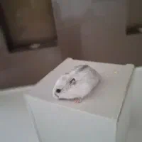 همستر کمپل