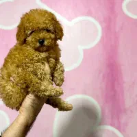 کوچولوی سلطنتی تاینیتوی پودل|سگ|تهران, شهرک چیتگر|دیوار