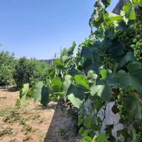 فروش زمین 900 متری روستای تیرتاش مازندران|فروش زمین و ملک کلنگی|گلوگاه, |دیوار