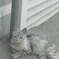 واگذاری گربه ی زیبا و فوق اهلی