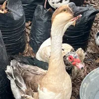 قوغازاوکراینی زیباوجوان