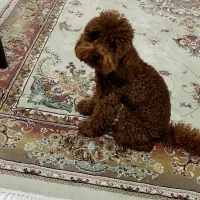 سگ پامر و پودل