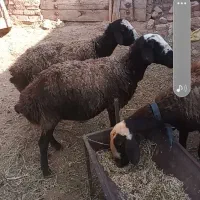گوسفند میش بره دار شالی بره نر بره ماده قوچ|حیوانات مزرعه|تاکستان, |دیوار