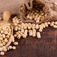 فروش عمده دانه سویا غیر GMO