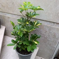 هدیه صد و دویست|گل و گیاه طبیعی|نیشابور, شهید بهشتی|دیوار