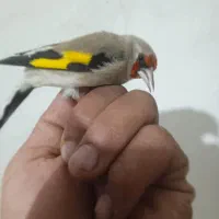 سهره کرمانی نر