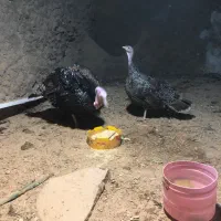 بوقلمون محلی|حیوانات مزرعه|همدان, |دیوار