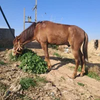 اسب گمشده|حیوانات|تربت جام, والفجر|دیوار