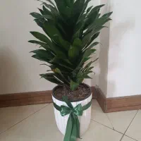 گل .