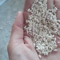 برنج قلوه|خوردنی و آشامیدنی|گوراب زرمیخ, |دیوار