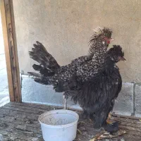 مرغ و خروس