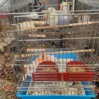 کوتوله برزیلی رام با قفس|پرنده|زرند, |دیوار