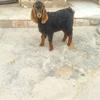 بزغاله نر|حیوانات مزرعه|دزفول, |دیوار