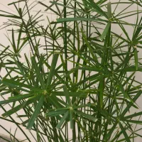 نخل|گل و گیاه طبیعی|اردبیل, |دیوار
