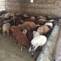 اسلامی ذبح زنده