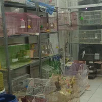 عروس هلندی طوطی فنچ مرغ عشق قناری و کلیه پرندها|پرنده|بوشهر, |دیوار