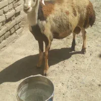 بره