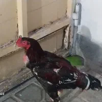 خروس