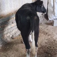 دوعددگوساله یکی هلشتاین یکی سمینتال|حیوانات مزرعه|مهربان, |دیوار