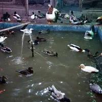 خرید و فروش انواع غاز و قوغاز|حیوانات مزرعه|اصفهان, رهنان|دیوار