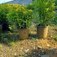 شمشاد نعنایی،طلایی،سبز،ساقه طلایی و یاس|گل و گیاه طبیعی|کلاچای, |دیوار