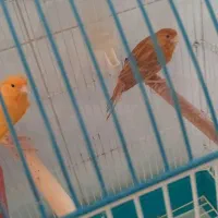 یک جفت قناری نر و ماده