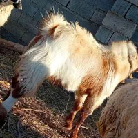 بزغاله اصیل نژاد دار